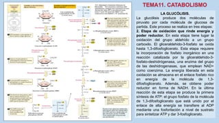 LA GLUCÓLISIS.
La glucólisis produce dos moléculas de
piruvato por cada molécula de glucosa de
partida. Este proceso se realiza en tres etapas:
2. Etapa de oxidación que rinde energía y
poder reductor. En esta etapa tiene lugar la
oxidación del grupo aldehído a un grupo
carboxilo. El gliceraldehido-3-fosfato se oxida
hasta 1,3-difosfoglicerato. Esta etapa requiere
la incorporación de fosfato inorgánico en una
reacción catalizada por la gliceraldehido-3-
fosfato-deshidrógenasa, una enzima del grupo
de las deshidrogenasas, que emplean NAD+
como coenzima. La energía liberada en esta
oxidación se almacena en el enlace fosfato rico
en energía de la molécula de 1,3-
difosfoglicerato. Además, se obtiene poder
reductor en forma de NADH. En la última
reacción de esta etapa se produce la primera
síntesis de ATP: el grupo fosfato de la molécula
de 1,3-difosfoglicerato que está unido por el
enlace de alta energía se transfiere al ADP
mediante una fosforilación a nivel de sustrato
para sintetizar ATP y dar 3-fosfoglicerato.
 