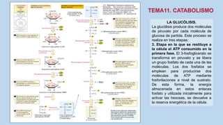 LA GLUCÓLISIS.
La glucólisis produce dos moléculas
de piruvato por cada molécula de
glucosa de partida. Este proceso se
realiza en tres etapas:
3. Etapa en la que se restituye a
la célula el ATP consumido en la
primera fase. El 3-fosfoglicerato se
transforma en piruvato y se libera
un grupo fosfato de cada una de las
moléculas. Los dos fosfatos se
emplean para producirse dos
moléculas de ATP mediante
fosforilaciones a nivel de sustrato.
De esta forma, la energía
almacenada en estos enlaces
fosfato y utilizada inicialmente para
activar las hexosas, se devuelve a
la reserva energética de la célula.
 