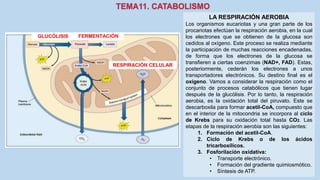 LA RESPIRACIÓN AEROBIA
Los organismos eucariotas y una gran parte de los
procariotas efectúan la respiración aerobia, en la cual
los electrones que se obtienen de la glucosa son
cedidos al oxígeno. Este proceso se realiza mediante
la participación de muchas reacciones encadenadas,
de forma que los electrones de la glucosa se
transfieren a ciertas coenzimas (NAD+, FAD). Estas,
posteriormente, cederán los electrones a unos
transportadores electrónicos. Su destino final es el
oxígeno. Vamos a considerar la respiración como el
conjunto de procesos catabólicos que tienen lugar
después de la glucólisis. Por lo tanto, la respiración
aerobia, es la oxidación total del piruvato. Este se
descarboxila para formar acetil-CoA, compuesto que
en el interior de la mitocondria se incorpora al ciclo
de Krebs para su oxidación total hasta CO2. Las
etapas de la respiración aerobia son las siguientes:
1. Formación del acetil-CoA.
2. Ciclo de Krebs o de los ácidos
tricarboxílicos.
3. Fosforilación oxidativa:
• Transporte electrónico.
• Formación del gradiente quimiosmótico.
• Síntesis de ATP.
 