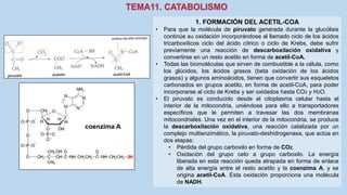 1. FORMACIÓN DEL ACETIL-COA
• Para que la molécula de piruvato generada durante la glucólisis
continúe su oxidación incorporándose al llamado ciclo de los ácidos
tricarboxílicos ciclo del ácido cítrico o ciclo de Krebs, debe sufrir
previamente una reacción de descarboxilación oxidativa y
convertirse en un resto acetilo en forma de acetil-CoA.
• Todas las biomoléculas que sirven de combustible a la célula, como
los glúcidos, los ácidos grasos (beta oxidación de los ácidos
grasos) y algunos aminoácidos, tienen que convertir sus esqueletos
carbonados en grupos acetilo, en forma de acetil-CoA, para poder
incorporarse al ciclo de Krebs y ser oxidados hasta CO2 y H2O.
• El piruvato es conducido desde el citoplasma celular hasta el
interior de la mitocondria, uniéndose para ello a transportadores
específicos que le permiten a travesar las dos membranas
mitocondriales. Una vez en el interior de la mitocondria, se produce
la descarboxilación oxidativa, una reacción catalizada por un
complejo multienzimático, la piruvato-deshidrogenasa, que actúa en
dos etapas:
• Pérdida del grupo carboxilo en forma de CO2.
• Oxidación del grupo ceto a grupo carboxilo. La energía
liberada en esta reacción queda atrapada en forma de enlace
de alta energía entre el resto acetilo y la coenzima A, y se
origina acetil-CoA. Esta oxidación proporciona una molécula
de NADH.
coenzima A
 