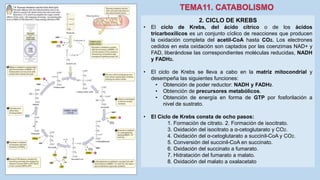2. CICLO DE KREBS
• El ciclo de Krebs, del ácido cítrico o de los ácidos
tricarboxílicos es un conjunto cíclico de reacciones que producen
la oxidación completa del acetil-CoA hasta CO2. Los electrones
cedidos en esta oxidación son captados por las coenzimas NAD+ y
FAD, liberándose las correspondientes moléculas reducidas, NADH
y FADH2.
• El ciclo de Krebs se lleva a cabo en la matriz mitocondrial y
desempeña las siguientes funciones:
• Obtención de poder reductor: NADH y FADH2.
• Obtención de precursores metabólicos.
• Obtención de energía en forma de GTP por fosforilación a
nivel de sustrato.
• El Ciclo de Krebs consta de ocho pasos:
1. Formación de citrato. 2. Formación de isocitrato.
3. Oxidación del isocitrato a α-cetoglutarato y CO2.
4. Oxidación del α-cetoglutarato a succinil-CoA y CO2.
5. Conversión del succinil-CoA en succinato.
6. Oxidación del succinato a fumarato.
7. Hidratación del fumarato a malato.
8. Oxidación del malato a oxalacetato
 