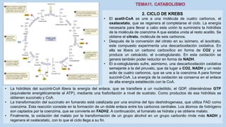 2. CICLO DE KREBS
• El acetil-CoA se une a una molécula de cuatro carbonos, el
oxalacetato, que se regenera al completarse el ciclo. La energía
necesaria para llevar a cabo esta unión la suministra la hidrólisis
de la molécula de coenzima A que estaba unida al resto acetilo. Se
obtiene el citrato, molécula de seis carbonos.
• Después de la conversión del citrato en su isómero, el isocitrato,
este compuesto experimenta una descarboxilación oxidativa. En
ella se libera un carbono carboxílico en forma de CO2 y se
produce un cetoácido, el α-cetoglutarato. En esta oxidación se
genera también poder reductor en forma de NADH.
• El α-cetoglutarato sufre, asimismo, una descarboxilación oxidativa
semejante a la del piruvato, que da lugar a CO2, NADH y un resto
acilo de cuatro carbonos, que se une a la coenzima A para formar
succinil-CoA. La energía de la oxidación se conserva en el enlace
de alta energía establecido con la CoA.
• La hidrólisis del succinil-CoA libera la energía del enlace, que se transfiere a un nucleótido, el GDP, obteniéndose GTP
(equivalente energéticamente al ATP), mediante una fosforilación a nivel de sustrato. Como productos de esa hidrólisis se
obtienen succinato y CoA.
• La transformación del succinato en fumarato está catalizada por una enzima del tipo deshidrogenasa, que utiliza FAD como
coenzima. Esta reacción consiste en la formación de un doble enlace entre los carbonos centrales. Los átomos de hidrógeno
son captados por la coenzima, que se convierte en FADH2. A continuación, el fumarato se hidrata y se obtiene malato.
• Finalmente, la oxidación del malato por la transformación de un grupo alcohol en un grupo carbonilo rinde más NADH y
regenera el oxalacetato, con lo que el ciclo llega a su fin.
 