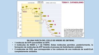 EN UNA VUELTA DEL CICLO DE KREBS SE OBTIENE:
• 1 molécula de GTP (convertible en ATP)
• 3 moléculas de NADH y 1 de FADH2. Estas moléculas permiten, posteriormente, la
formación de moléculas de ATP durante el proceso de fosforilación oxidativa.
• 2 moléculas de CO2, que corresponden a los carbonos de una molécula de acetil-CoA
completamente oxidados.
 