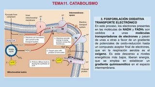 3. FOSFORILACIÓN OXIDATIVA
TRANSPORTE ELECTRÓNICO
En este proceso, los electrones presentes
en las moléculas de NADH y FADH2 son
cedidos a unas moléculas
transportadoras de electrones y pasan
de unas a otras a favor de un gradiente
de potenciales de oxido-reducción hasta
un compuesto aceptor final de electrones,
que en la respiración aerobia es el
oxígeno. Es este descenso a niveles
energéticos más bajos, liberan energía,
que se emplea en establecer un
gradiente quimiosmótico en el espacio
intermembrana.
II
 