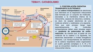 3. FOSFORILACIÓN OXIDATIVA
TRANSPORTE ELECTRÓNICO
En La cadena transportadora de electrones
que interviene en la respiración mitocondrial
está formada por un conjunto de moléculas,
asociadas a la membrana interna de la
mitocondria, capaces de reducirse y oxidarse,
es decir, de aceptar electrones de una
molécula anterior y cedérselos a la siguiente.
Para que este proceso tenga lugar
espontáneamente, las moléculas
transportadoras deben estar situadas según
un gradiente de potenciales de oxido-
reducción, de manera que, al pasar de una
molécula de la cadena a la siguiente, los
electrones descienden a niveles energéticos
inferiores. Los transportadores de electrones
de la cadena respiratoria están organizados
en cuatro grandes complejos (I, II, III y IV)
que se encuentran insertos en la membrana
mitocondrial interna.
II
 