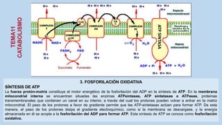 3. FOSFORILACIÓN OXIDATIVA
SÍNTESIS DE ATP
La fuerza protón-motriz constituye el motor energético de la fosforilación del ADP en la síntesis de ATP. En la membrana
mitocondrial interna se encuentran situadas las enzimas ATPsintasas, ATP sintetasas o ATPasas, proteínas
transmembranales que contienen un canal en su interior, a través del cual los protones pueden volver a entrar en la matriz
mitocondrial. El paso de los protones a favor de gradiente permite que las ATP-sintetasas actúen para formar ATP. De esta
manera, el paso de los protones disipa el gradiente electroquímico, como si la membrana se descargase, y la energía
almacenada en él se acopla a la fosforilación del ADP para formar ATP. Esta síntesis de ATP se conoce como fosforilación
oxidativa.
ATP
SINTASA
 