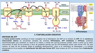 3. FOSFORILACIÓN OXIDATIVA
SÍNTESIS DE ATP
La fuerza protón-motriz constituye el motor energético de la fosforilación del ADP en la síntesis de ATP. En la membrana
mitocondrial interna se encuentran situadas las enzimas ATPsintasas, ATP sintetasas o ATPasas, proteínas
transmembranales que contienen un canal en su interior, a través del cual los protones pueden volver a entrar en la matriz
mitocondrial. El paso de los protones a favor de gradiente permite que las ATP-sintetasas actúen para formar ATP. De esta
manera, el paso de los protones disipa el gradiente electroquímico, como si la membrana se descargase, y la energía
almacenada en él se acopla a la fosforilación del ADP para formar ATP. Esta síntesis de ATP se conoce como fosforilación
oxidativa.
ATP
SINTASA
ATPsintetasa
 