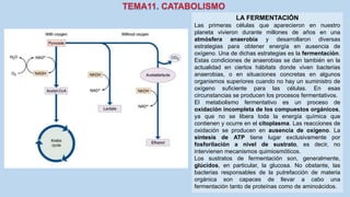 LA FERMENTACIÓN
Las primeras células que aparecieron en nuestro
planeta vivieron durante millones de años en una
atmósfera anaerobia y desarrollaron diversas
estrategias para obtener energía en ausencia de
oxígeno. Una de dichas estrategias es la fermentación.
Estas condiciones de anaerobias se dan también en la
actualidad en ciertos hábitats donde viven bacterias
anaerobias, o en situaciones concretas en algunos
organismos superiores cuando no hay un suministro de
oxígeno suficiente para las células. En esas
circunstancias se producen los procesos fermentativos.
El metabolismo fermentativo es un proceso de
oxidación incompleta de los compuestos orgánicos,
ya que no se libera toda la energía química que
contienen y ocurre en el citoplasma. Las reacciones de
oxidación se producen en ausencia de oxígeno. La
síntesis de ATP tiene lugar exclusivamente por
fosforilación a nivel de sustrato, es decir, no
intervienen mecanismos quimiosmóticos.
Los sustratos de fermentación son, generalmente,
glúcidos, en particular, la glucosa. No obstante, las
bacterias responsables de la putrefacción de materia
orgánica son capaces de llevar a cabo una
fermentación tanto de proteínas como de aminoácidos.
 