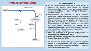 LA FERMENTACIÓN
• En las fermentaciones tienen lugar varias etapas de
oxidación del sustrato hasta obtener un producto
intermediario. Esta oxidación inicial genera poder reductor,
en forma de NADH, y se produce ATP por fosforilación a
nivel de sustrato.
• Posteriormente, se consume el NADH obtenido,
oxidándose a NAD+, y se reduce el producto intermediario
hasta los productos finales del proceso de la fermentación.
• Las fermentaciones de los glúcidos comienzan con la
glucólisis. Sin embargo, la vía glucolítica se interrumpiría
en poco tiempo, ya que el NAD+ utilizado no se recupera al
no existir cadena respiratoria. La solución es la
regeneración del NAD+ acoplando la oxidación del NADH
a la reducción del piruvato formado en la glucólisis.
Por tanto, tienen lugar dos etapas:
• Etapa de oxidación de la glucosa hasta piruvato. Se
consume NAD+ y se produce NADH.
• Etapa de reducción del piruvato para dar los productos
finales. Se regenera el NAD+.
• La reducción del piruvato da lugar a diversos productos
finales. Si se origina lactato tiene lugar la fermentación
láctica, mientras que si se produce etanol y CO2 se trata
de la fermentación alcohólica.
 