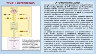 LA FERMENTACIÓN LÁCTICA
• La degradación fermentativa de la glucosa sigue la glucolisis hasta
dar 2 piruvatos, 2 NADH y 2 ATP, obtenidos por fosforilación a
nivel de sustrato. Tiene lugar en el citoplasma de las células.
• La reducción del piruvato implica que este acepta electrones del
NADH, para originar lactato, regenerando el NAD+ en una reacción
catalizada por la enzima lactato-deshidrogenasa.
• Este proceso lo realizan muchas bacterias (bacterias lácticas),
hongos, algunos protozoos y muchos tejidos animales; en efecto, la
fermentación láctica también se verifica en el tejido muscular
cuando, a causa de una intensa actividad motora, no se produce una
aportación adecuada de oxígeno que permita el desarrollo de la
respiración aeróbica. Cuando el ácido láctico se acumula en las
células musculares produce síntomas asociados con la fatiga
muscular.
• Un ejemplo de este tipo de fermentación es la acidificación de la
leche. Ciertas bacterias (Lactobacillus, Streptococcus), al
desarrollarse en la leche utilizan la lactosa (azúcar de leche) como
fuente de energía. La lactosa, al fermentar, produce energía que es
aprovechada por las bacterias y el ácido láctico es eliminado. La
coagulación de la leche (cuajada) resulta de la precipitación de las
proteínas de la leche, y ocurre por el descenso de pH debido a la
presencia de ácido láctico. Este proceso es la base para la obtención
del yogur y del queso y otras leches acidificadas. El ácido láctico,
dado que otorga acidez al medio, tiene excelentes propiedades
conservantes de los alimentos.
 