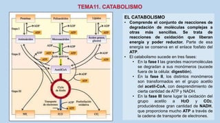 EL CATABOLISMO
• Comprende el conjunto de reacciones de
degradación de moléculas complejas a
otras más sencillas. Se trata de
reacciones de oxidación que liberan
energía y poder reductor. Parte de esa
energía se conserva en el enlace fosfato del
ATP.
• El catabolismo sucede en tres fases:
• En la fase I las grandes macromoléculas
se degradan a sus monómeros (sucede
fuera de la célula: digestión).
• En la fase II, los distintos monómeros
son transformados en el grupo acetilo
del acetil-CoA, con desprendimiento de
cierta cantidad de ATP y NADH.
• En la fase III tiene lugar la oxidación del
grupo acetilo a H2O y CO2,
produciéndose gran cantidad de NADH,
que proporciona mucho ATP a través de
la cadena de transporte de electrones.
 