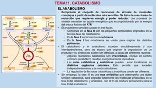 EL ANABOLISMO
• Comprende el conjunto de reacciones de síntesis de moléculas
complejas a partir de moléculas más sencillas. Se trata de reacciones de
reducción que requieren energía y poder reductor. Los procesos de
síntesis necesitan un aporte energético que es proporcionado por la energía
del enlace fosfato del ATP.
• El anabolismo también sucede en tres fases.
• Comienza en la fase III por los pequeños compuestos originados en la
tercera fase del catabolismo.
• En la fase II se forman los monómeros
• En la fase I los monómeros se unirán para originar los distintos
polímeros.
• El catabolismo y el anabolismo suceden simultáneamente y son
interdependientes, pero las etapas que originan la degradación de un
producto y su síntesis no suelen ser idénticas, a causa de diferentes razones:
• Algunas reacciones catabólicas son irreversibles, porque en sentido
contrario (anabólico) resultan energéticamente imposibles.
• Las rutas catabólicas y anabólicas pueden estar localizadas en
distintos orgánulos celulares. Esto permite que sucedan
independientemente y de modo simultáneo.
• La regulación de las rutas catabólicas y anabólicas puede ser diferente.
• Sin embargo, la fase III es una ruta anfibólica que desempeña una doble
función: catabólica, para degradar totalmente las moléculas producidas en la
fase II del catabolismo, y anabólica, con el fin de producir precursores para la
fase II del anabolismo.
 