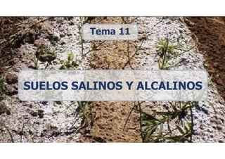 SUELOS SALINOS Y ALCALINOS
Tema 11
 