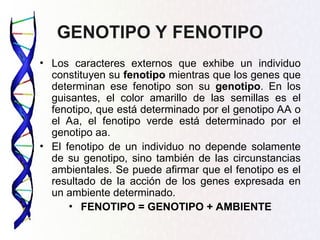 GENOTIPO Y FENOTIPO
• Los caracteres externos que exhibe un individuo
constituyen su fenotipo mientras que los genes que
determinan ese fenotipo son su genotipo. En los
guisantes, el color amarillo de las semillas es el
fenotipo, que está determinado por el genotipo AA o
el Aa, el fenotipo verde está determinado por el
genotipo aa.
• El fenotipo de un individuo no depende solamente
de su genotipo, sino también de las circunstancias
ambientales. Se puede afirmar que el fenotipo es el
resultado de la acción de los genes expresada en
un ambiente determinado.
• FENOTIPO = GENOTIPO + AMBIENTE
 