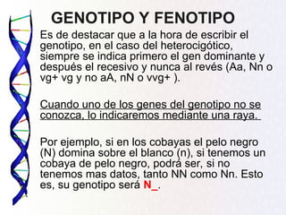 GENOTIPO Y FENOTIPO
Es de destacar que a la hora de escribir el
genotipo, en el caso del heterocigótico,
siempre se indica primero el gen dominante y
después el recesivo y nunca al revés (Aa, Nn o
vg+ vg y no aA, nN o vvg+ ).
Cuando uno de los genes del genotipo no se
conozca, lo indicaremos mediante una raya.
Por ejemplo, si en los cobayas el pelo negro
(N) domina sobre el blanco (n), si tenemos un
cobaya de pelo negro, podrá ser, si no
tenemos mas datos, tanto NN como Nn. Esto
es, su genotipo será N_.
 