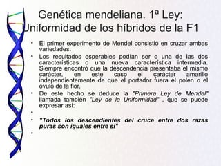Genética mendeliana. 1ª Ley:
Uniformidad de los híbridos de la F1
• El primer experimento de Mendel consistió en cruzar ambas
variedades.
• Los resultados esperables podían ser o una de las dos
características o una nueva característica intermedia.
Siempre encontró que la descendencia presentaba el mismo
carácter, en este caso el carácter amarillo
independientemente de que el portador fuera el polen o el
óvulo de la flor.
• De este hecho se deduce la "Primera Ley de Mendel"
llamada también "Ley de la Uniformidad" , que se puede
expresar así:
•
• "Todos los descendientes del cruce entre dos razas
puras son iguales entre sí"
•
 