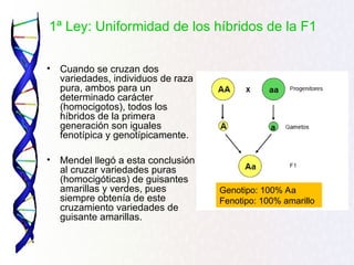 1ª Ley: Uniformidad de los híbridos de la F1
• Cuando se cruzan dos
variedades, individuos de raza
pura, ambos para un
determinado carácter
(homocigotos), todos los
híbridos de la primera
generación son iguales
fenotípica y genotípicamente.
• Mendel llegó a esta conclusión
al cruzar variedades puras
(homocigóticas) de guisantes
amarillas y verdes, pues
siempre obtenía de este
cruzamiento variedades de
guisante amarillas.
Genotipo: 100% Aa
Fenotipo: 100% amarillo
 