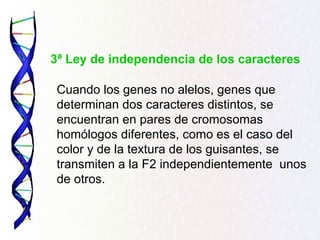 Cuando los genes no alelos, genes que
determinan dos caracteres distintos, se
encuentran en pares de cromosomas
homólogos diferentes, como es el caso del
color y de la textura de los guisantes, se
transmiten a la F2 independientemente unos
de otros.
3ª Ley de independencia de los caracteres
 