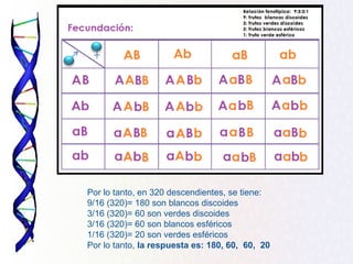 Por lo tanto, en 320 descendientes, se tiene:
9/16 (320)= 180 son blancos discoides
3/16 (320)= 60 son verdes discoides
3/16 (320)= 60 son blancos esféricos
1/16 (320)= 20 son verdes esféricos
Por lo tanto, la respuesta es: 180, 60, 60, 20
 