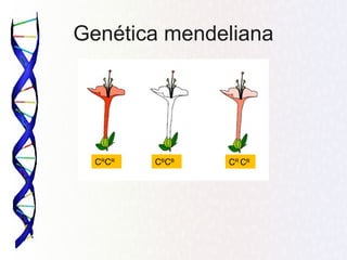 Genética mendeliana
CR
CB
CB
CB
CR
CR
 