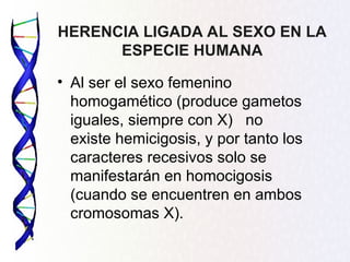 HERENCIA LIGADA AL SEXO EN LA
ESPECIE HUMANA
• Al ser el sexo femenino
homogamético (produce gametos
iguales, siempre con X) no
existe hemicigosis, y por tanto los
caracteres recesivos solo se
manifestarán en homocigosis
(cuando se encuentren en ambos
cromosomas X).
 