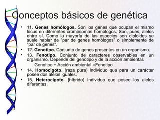 Conceptos básicos de genética
• 11. Genes homólogos. Son los genes que ocupan el mismo
locus en diferentes cromosomas homólogos. Son, pues, alelos
entre sí. Como la mayoría de las especies son diploides se
suele hablar de "par de genes homólogos" o simplemente de
"par de genes".
• 12. Genotipo. Conjunto de genes presentes en un organismo.
• 13. Fenotipo. Conjunto de caracteres observables en un
organismo. Depende del genotipo y de la acción ambiental.
Genotipo + Acción ambiental =Fenotipo
• 14. Homocigoto. (raza pura) Individuo que para un carácter
posee dos alelos iguales.
• 15. Heterocigoto. (híbrido) Individuo que posee los alelos
diferentes.
 