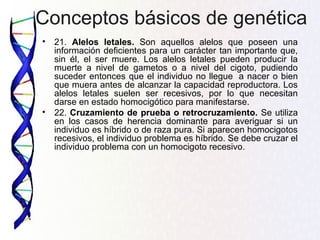 Conceptos básicos de genética
• 21. Alelos letales. Son aquellos alelos que poseen una
información deficientes para un carácter tan importante que,
sin él, el ser muere. Los alelos letales pueden producir la
muerte a nivel de gametos o a nivel del cigoto, pudiendo
suceder entonces que el individuo no llegue a nacer o bien
que muera antes de alcanzar la capacidad reproductora. Los
alelos letales suelen ser recesivos, por lo que necesitan
darse en estado homocigótico para manifestarse.
• 22. Cruzamiento de prueba o retrocruzamiento. Se utiliza
en los casos de herencia dominante para averiguar si un
individuo es híbrido o de raza pura. Si aparecen homocigotos
recesivos, el individuo problema es híbrido. Se debe cruzar el
individuo problema con un homocigoto recesivo.
 