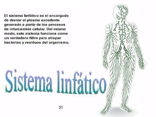 Sistema linfático 31 