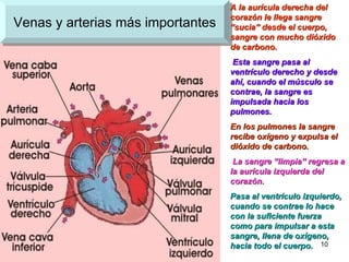 Venas y arterias más importantes A la aurícula derecha del corazón le llega sangre “sucia” desde el cuerpo, sangre con mucho dióxido de carbono. Esta sangre pasa al ventrículo derecho y desde ahí, cuando el músculo se contrae, la sangre es impulsada hacia los pulmones.   En los pulmones la sangre recibe oxígeno y expulsa el dióxido de carbono. La sangre “limpia” regresa a la aurícula izquierda del corazón.   Pasa al ventrículo izquierdo, cuando se contrae lo hace con la suficiente fuerza como para impulsar a esta sangre, llena de oxígeno, hacia todo el cuerpo. 