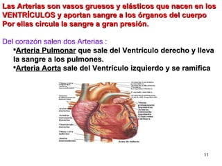 Las Arterias son vasos gruesos y elásticos que nacen en los VENTRÍCULOS y aportan sangre a los órganos del cuerpo Por ellas circula la sangre a gran presión. Del corazón salen dos Arterias :  Arteria Pulmonar  que sale del Ventrículo derecho y lleva la sangre a los pulmones. Arteria Aorta  sale del Ventrículo izquierdo y se ramifica 