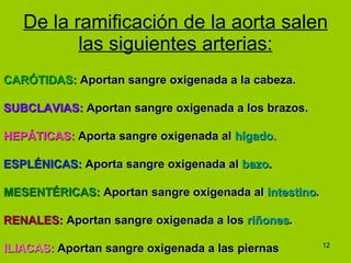 De la ramificación de la aorta salen las siguientes arterias: CARÓTIDAS:  Aportan sangre oxigenada a la cabeza. SUBCLAVIAS:  Aportan sangre oxigenada a los brazos. HEPÁTICAS:  Aporta sangre oxigenada al  hígado . ESPLÉNICAS:  Aporta sangre oxigenada al  bazo . MESENTÉRICAS:  Aportan sangre oxigenada al  intestino . RENALES:  Aportan sangre oxigenada a los  riñones . ILIACAS:  Aportan sangre oxigenada a las piernas 