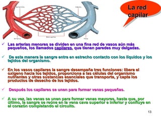 Las arterias menores se dividen en una fina red de vasos aún más pequeños, los llamados  capilares , que tienen paredes muy delgadas. De esta manera la sangre entra en estrecho contacto con los líquidos y los tejidos del organismo.   En los vasos capilares la sangre desempeña tres funciones: libera el oxígeno hacia los tejidos, proporciona a las células del organismo nutrientes y otras sustancias esenciales que transporta, y capta los productos de desecho de los tejidos. Después los capilares se unen para formar venas pequeñas.  A su vez, las venas se unen para formar venas mayores, hasta que, por último, la sangre se reúne en la vena cava superior e inferior y confluye en el corazón completando el circuito. La red capilar 