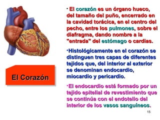 El Corazón El  corazón  es un órgano hueco, del tamaño del puño, encerrado en la cavidad torácica, en el centro del pecho, entre los  pulmones , sobre el diafragma, dando nombre a la "entrada" del  estómago  o cardias. Histológicamente en el corazón se distinguen tres capas de diferentes tejidos que, del interior al exterior se denominan endocardio, miocardio y pericardio.   El endocardio está formado por un tejido epitelial de revestimiento que se continúa con el endotelio del interior de los  vasos sanguíneos .   