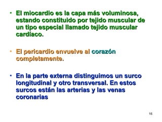 El miocardio es la capa más voluminosa, estando constituido por tejido muscular de un tipo especial llamado tejido muscular cardíaco.   El pericardio envuelve al  corazón  completamente.   En la parte externa distinguimos un surco longitudinal y otro transversal. En estos surcos están las arterias y las venas coronarias 