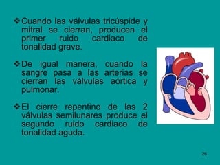 Cuando las válvulas tricúspide y mitral se cierran, producen el primer ruido cardiaco de tonalidad grave. De igual manera, cuando la sangre pasa a las arterias se cierran las válvulas aórtica y pulmonar. El cierre repentino de las 2 válvulas semilunares produce el segundo ruido cardiaco de tonalidad aguda. 