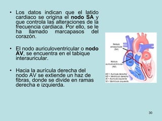 Los datos indican que el latido cardiaco se origina el  nodo SA  y que controla las alteraciones de la frecuencia cardiaca. Por ello, se le ha llamado marcapasos del corazón. El nodo auriculoventricular o  nodo AV , se encuentra en el tabique interauricular.  Hacia la aurícula derecha del nodo AV se extiende un haz de fibras, donde se divide en ramas derecha e izquierda.  
