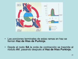 Las porciones terminales de estas ramas en haz se llaman  Haz de Hiss de Purkinje .   Desde el nodo  SA  la onda de contracción se trasmite al nódulo  AV , pasando después al  Haz de Hiss Purkinje. 