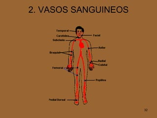 2. VASOS SANGUINEOS 