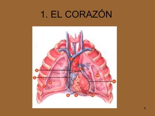 1. EL CORAZÓN  