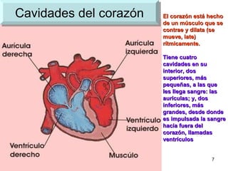 Cavidades del corazón El corazón está hecho de un músculo que se contrae y dilata (se mueve, late) rítmicamente. Tiene cuatro cavidades en su interior, dos superiores, más pequeñas, a las que les llega sangre: las aurículas; y, dos inferiores, más grandes, desde donde es impulsada la sangre hacia fuera del corazón, llamadas ventrículos   