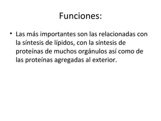 • Las más importantes son las relacionadas con
la síntesis de lípidos, con la síntesis de
proteínas de muchos orgánulos así como de
las proteínas agregadas al exterior.
Funciones:
 
