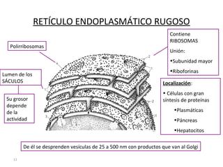 11
RETÍCULO ENDOPLASMÁTICO RUGOSO
Contiene
RIBOSOMAS
Unión:
•Subunidad mayor
•Riboforinas
Lumen de los
SÁCULOS
Su grosor
depende
de la
actividad
De él se desprenden vesículas de 25 a 500 nm con productos que van al Golgi
Localización:
• Células con gran
síntesis de proteínas
•Plasmáticas
•Páncreas
•Hepatocitos
Polirribosomas
 