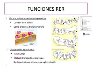 14
FUNCIONES RER
1. Síntesis y almacenamiento de proteínas.
• Quedan en el lumen
• Como proteínas transmembrana
2. Glucosilación de proteínas.
• En el lumen
• Dolicol: transporta azúcares por
flip-flop de citosol al lumen para glucosilación
 