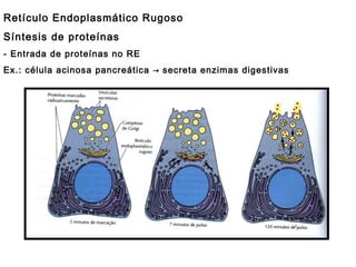Retículo Endoplasmático Rugoso
Síntesis de proteínas
- Entrada de proteínas no RE
Ex.: célula acinosa pancreática → secreta enzimas digestivas
Marcação proteínas recém sintetizadas → aa
 