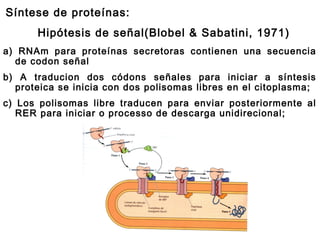 Síntese de proteínas:
Hipótesis de señal(Blobel & Sabatini, 1971)
a) RNAm para proteínas secretoras contienen una secuencia
de codon señal
b) A traducion dos códons señales para iniciar a síntesis
proteica se inicia con dos polisomas libres en el citoplasma;
c) Los polisomas libre traducen para enviar posteriormente al
RER para iniciar o processo de descarga unidirecional;
 