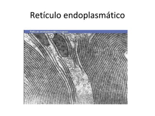 Retículo endoplasmático
 