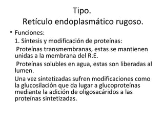 • Funciones:
1. Síntesis y modificación de proteínas:
Proteínas transmembranas, estas se mantienen
unidas a la membrana del R.E.
Proteínas solubles en agua, estas son liberadas al
lumen.
Una vez sintetizadas sufren modificaciones como
la glucosilación que da lugar a glucoproteínas
mediante la adición de oligosacáridos a las
proteínas sintetizadas.
Tipo.
Retículo endoplasmático rugoso.
 