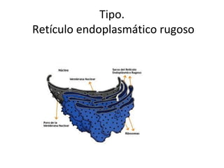 Tipo.
Retículo endoplasmático rugoso
 