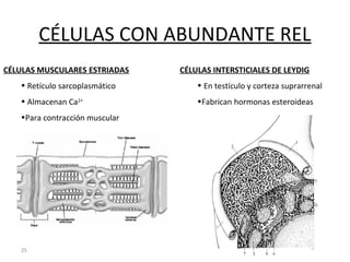 25
CÉLULAS CON ABUNDANTE REL
CÉLULAS MUSCULARES ESTRIADAS
• Retículo sarcoplasmático
• Almacenan Ca2+
•Para contracción muscular
CÉLULAS INTERSTICIALES DE LEYDIG
• En testículo y corteza suprarrenal
•Fabrican hormonas esteroideas
 