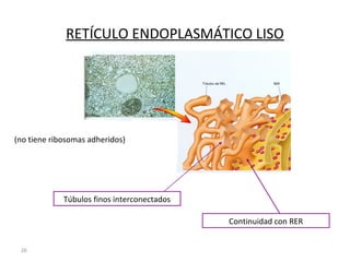 26
RETÍCULO ENDOPLASMÁTICO LISO
Túbulos finos interconectados
Continuidad con RER
(no tiene ribosomas adheridos)
 